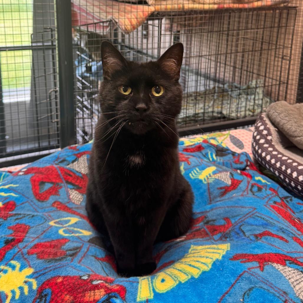 Sidney, a Adoptable Domestic Short Hair in Mondovi, WI image 6/6