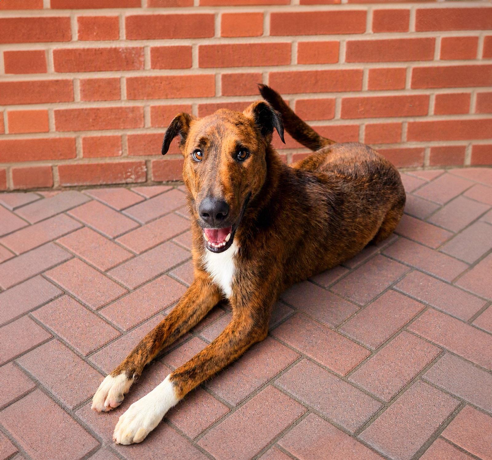 Scout, Adoptable, Young Male Smooth Collie.