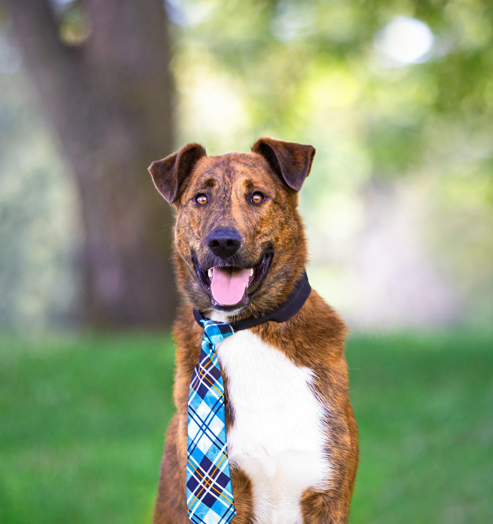 Enlarge Scout, a Adoptable Smooth Collie in Coatesville, PA image 1/3