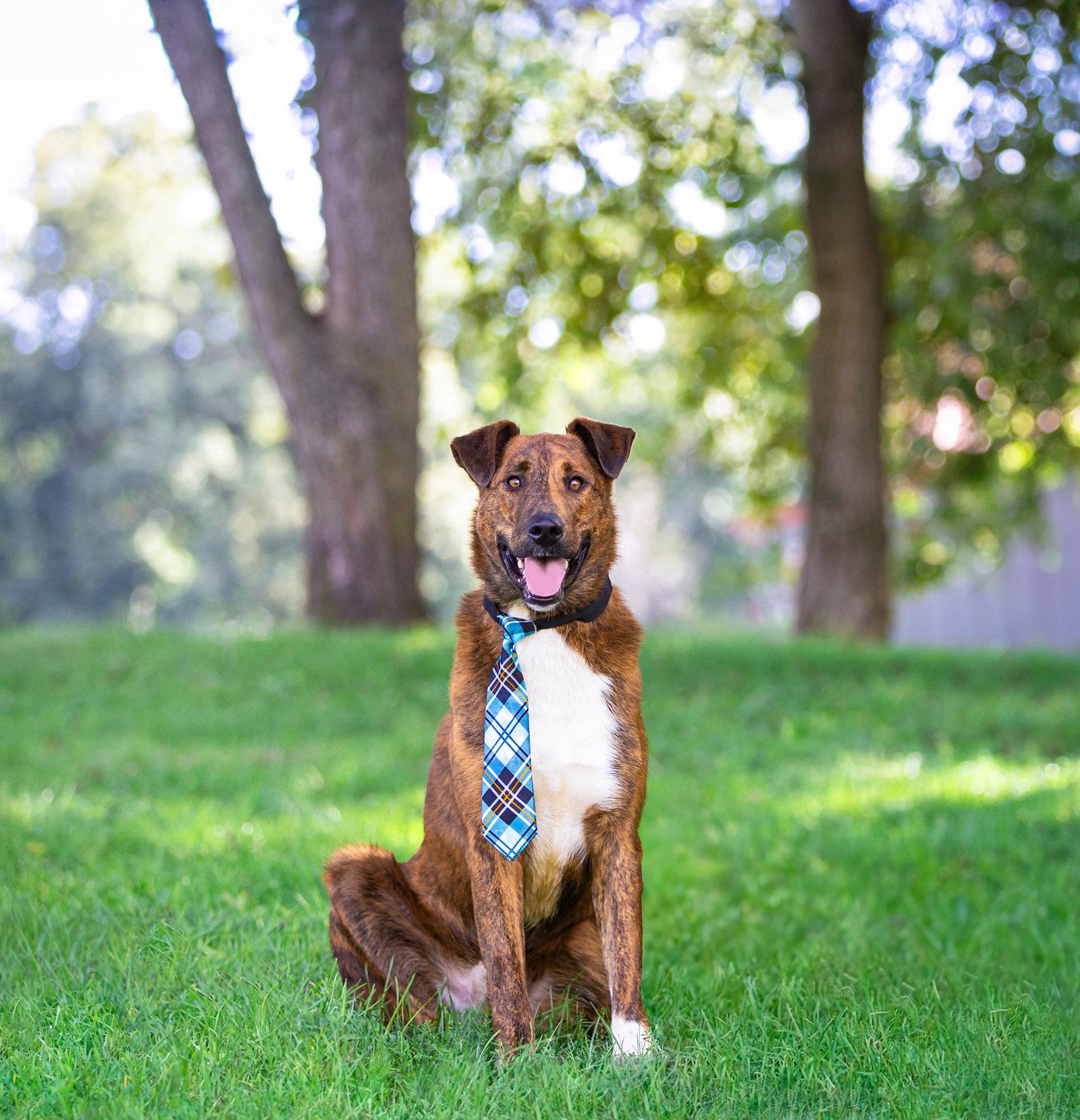 Enlarge Scout, a Adoptable Smooth Collie in Coatesville, PA image 2/3