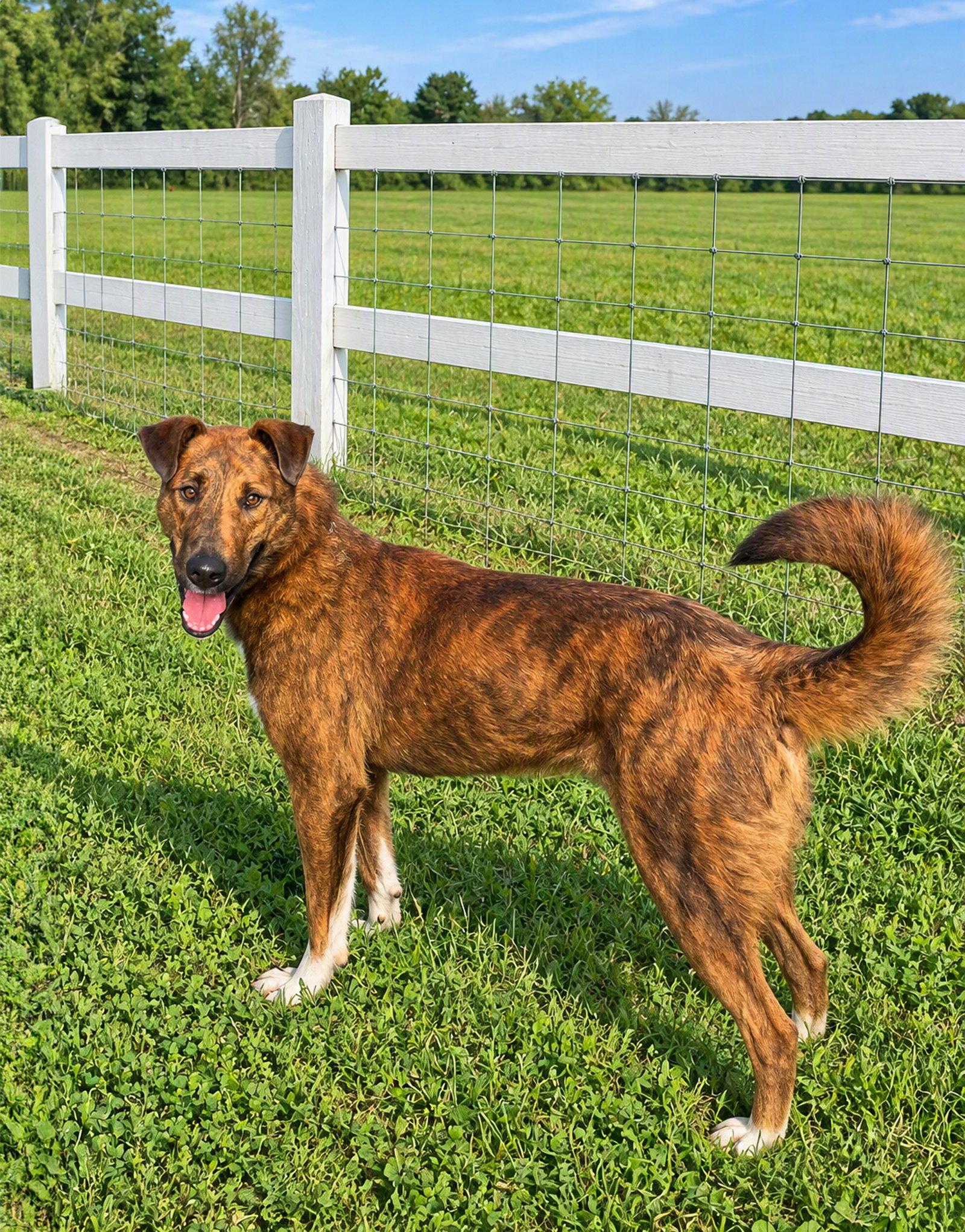 Enlarge Scout, a Adoptable Smooth Collie in Coatesville, PA image 2/3
