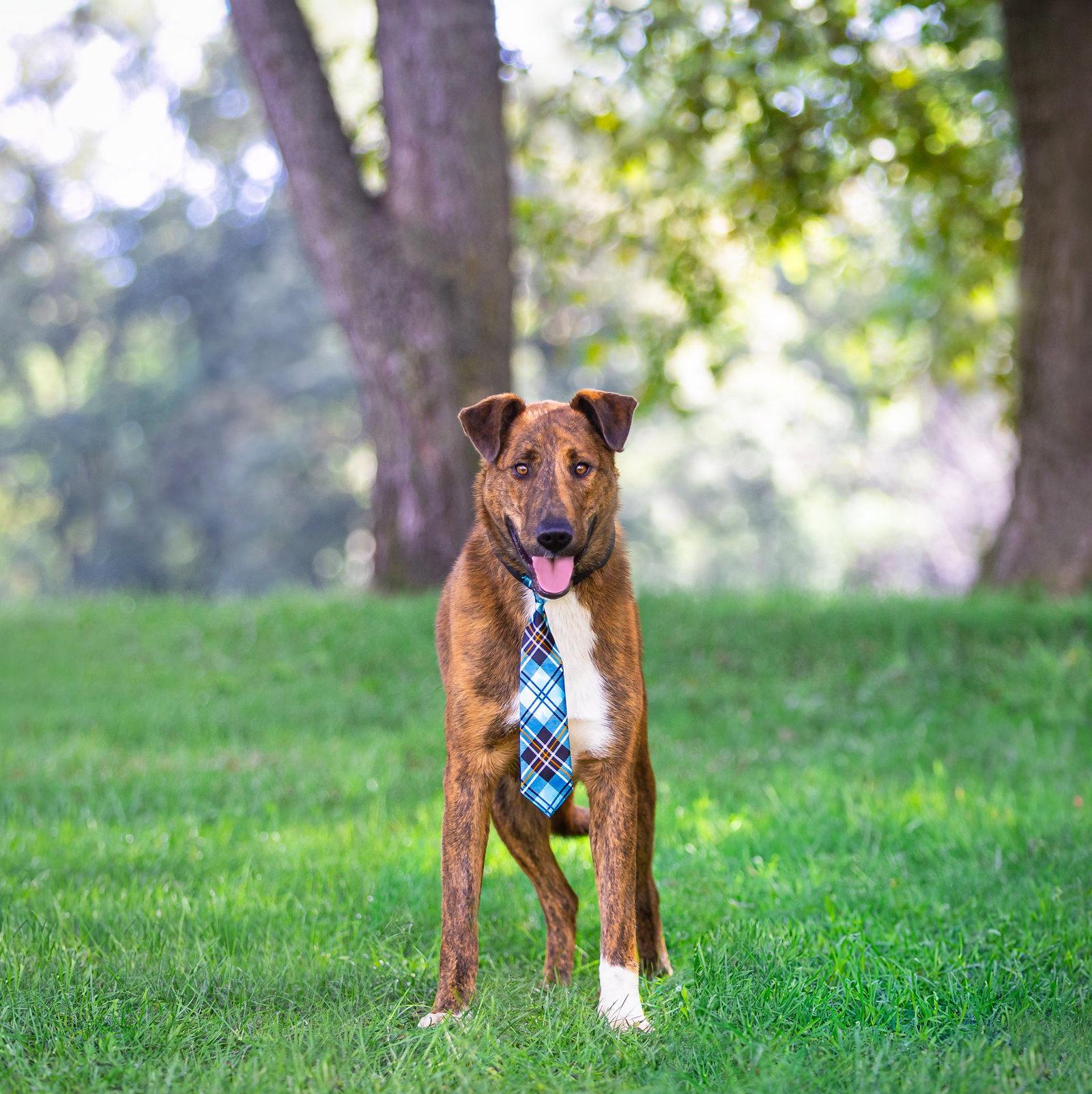 Enlarge Scout, a Adoptable Smooth Collie in Coatesville, PA image 3/3