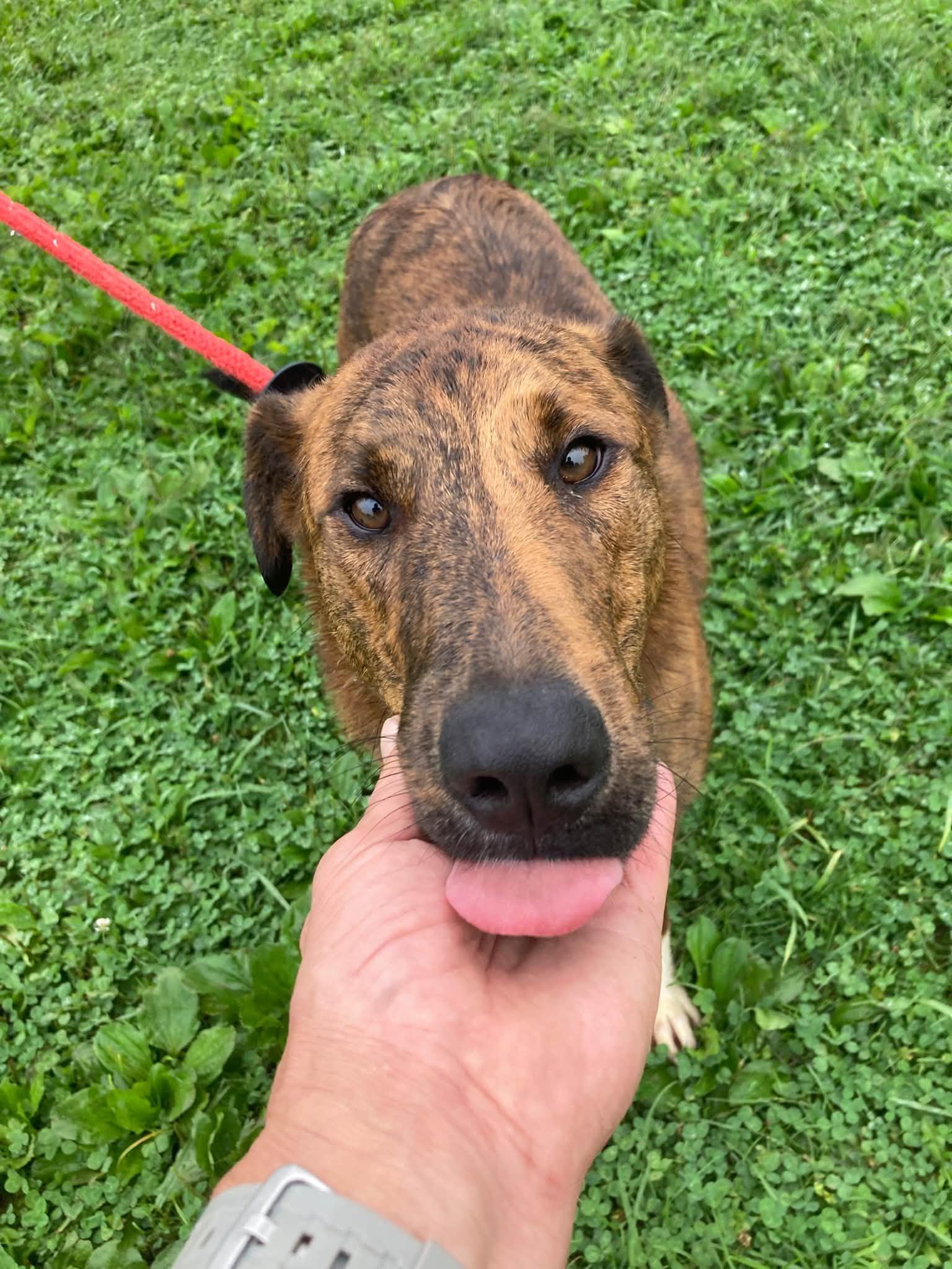 Enlarge Scout, a Adoptable Smooth Collie in Coatesville, PA image 3/3