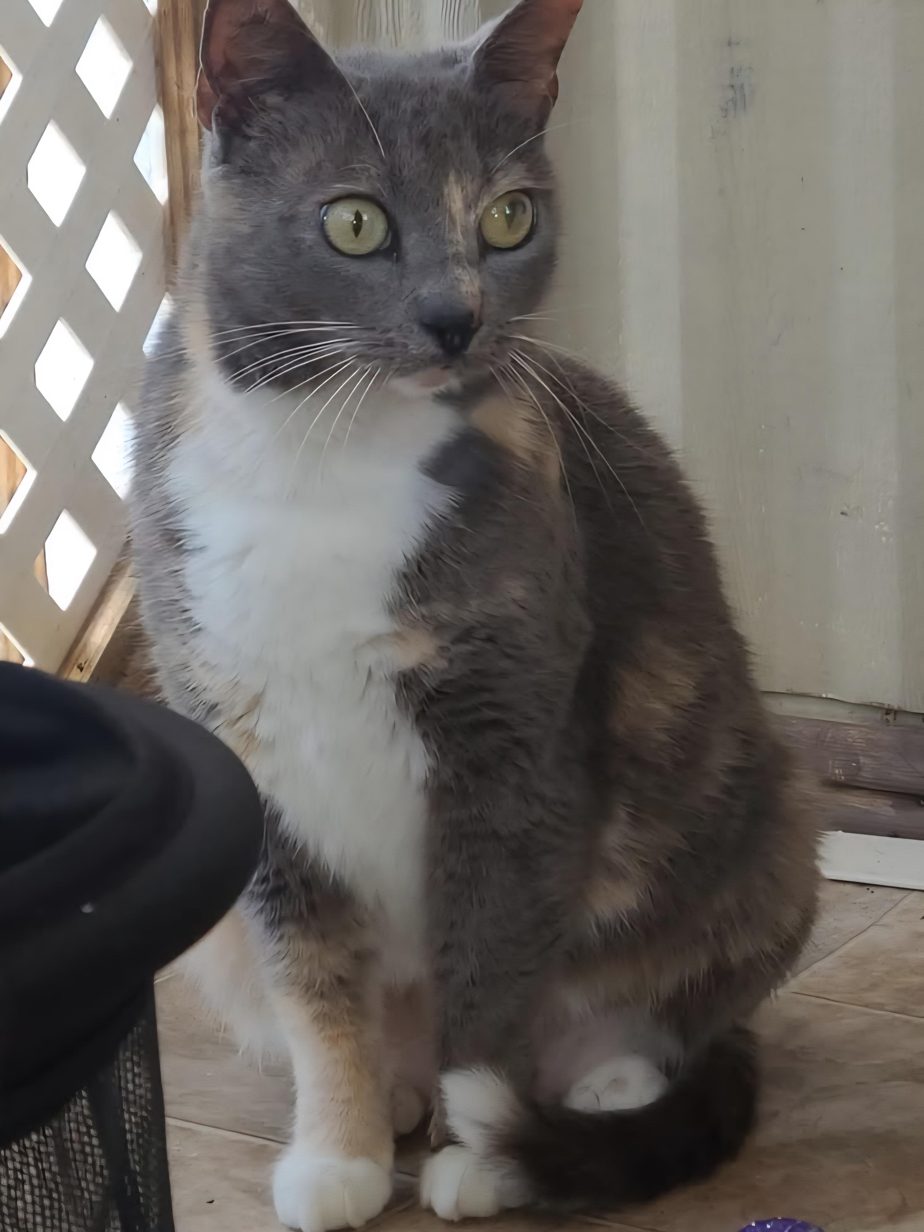 Enlarge Lillian, a Adoptable mixed breed in Spring Hill, FL image 1/3