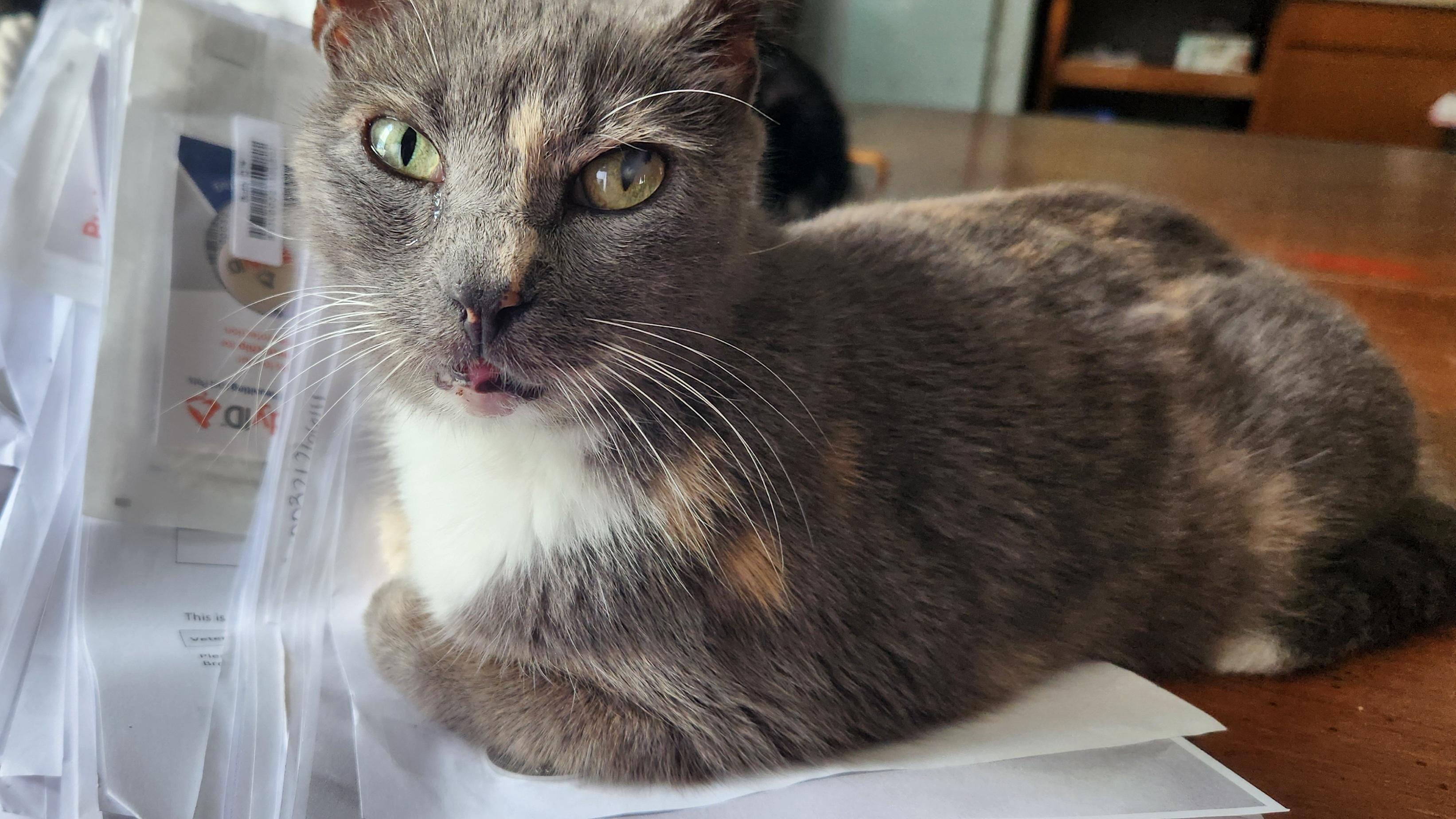 Enlarge Lillian, a Adoptable mixed breed in Spring Hill, FL image 2/3