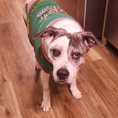 Enlarge Pringle, a ADOPTABLE mixed breed in Louisville, KY image 1/3