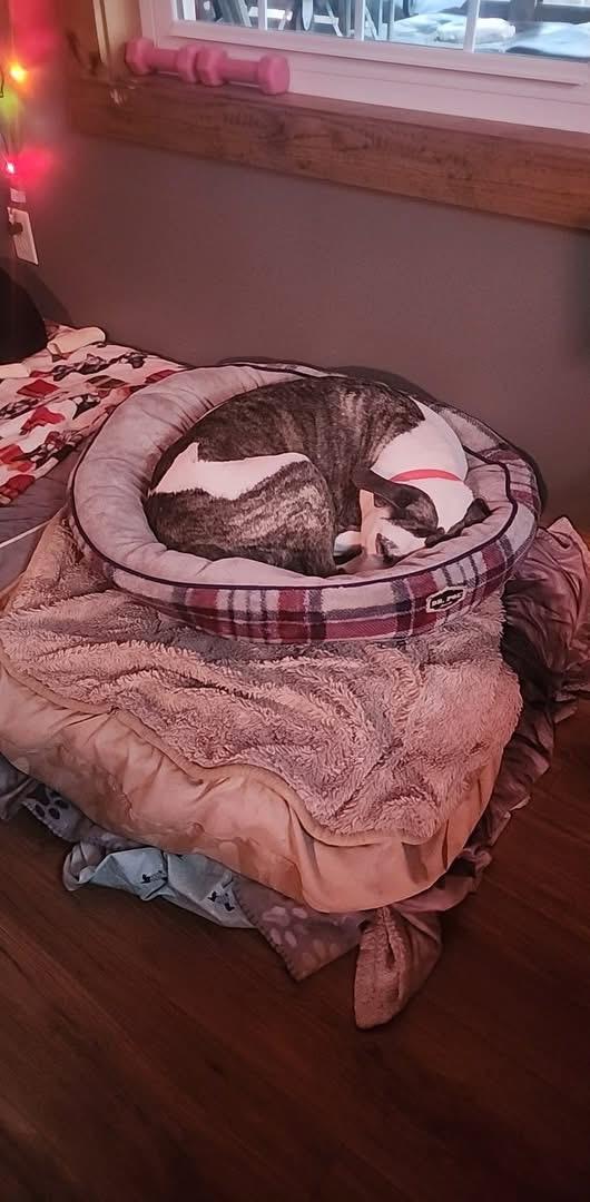 Enlarge Pringle, a ADOPTABLE mixed breed in Louisville, KY image 2/3