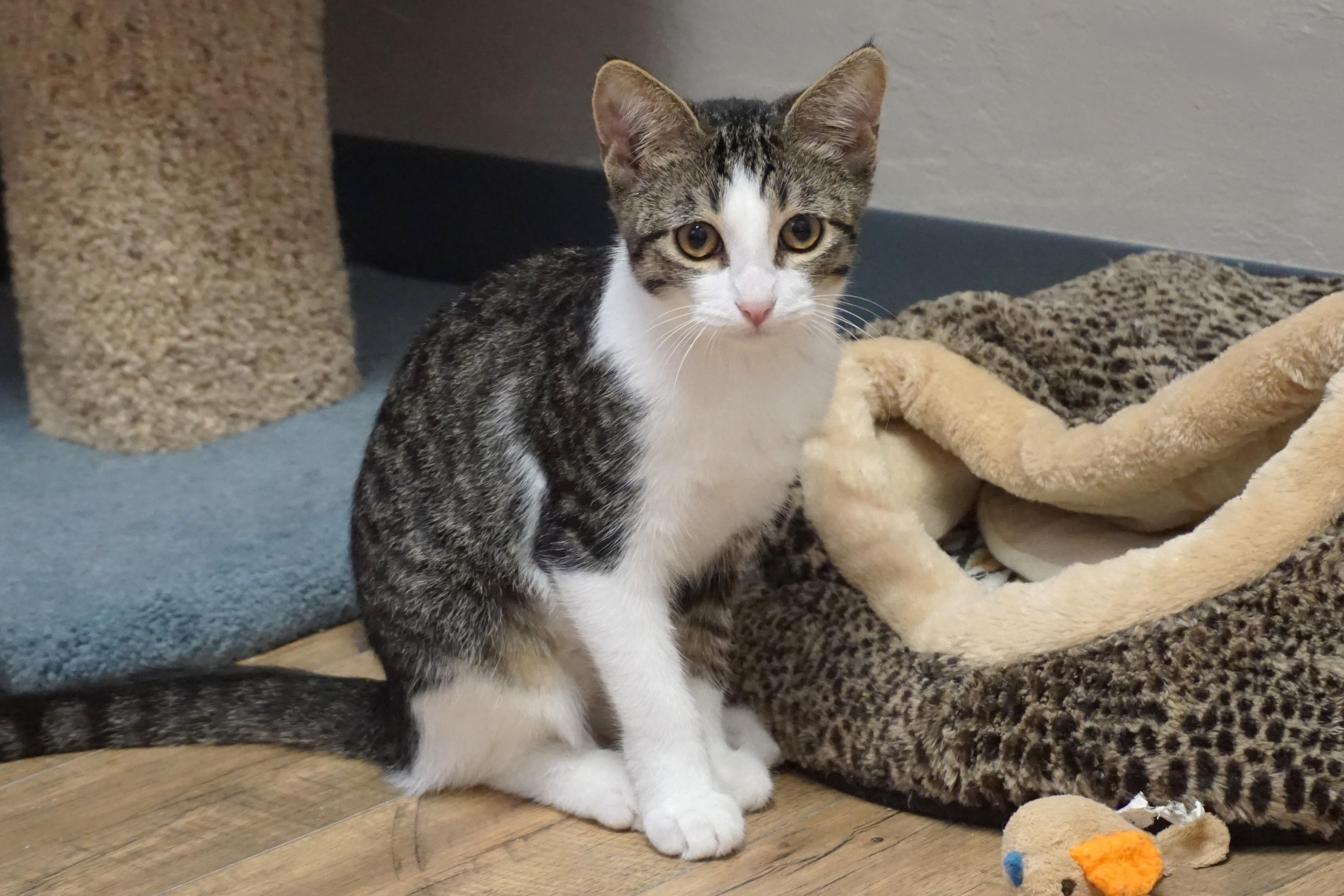 Enlarge Tiani, a Adopted Domestic Short Hair in Fountain Hills, AZ image 4/6