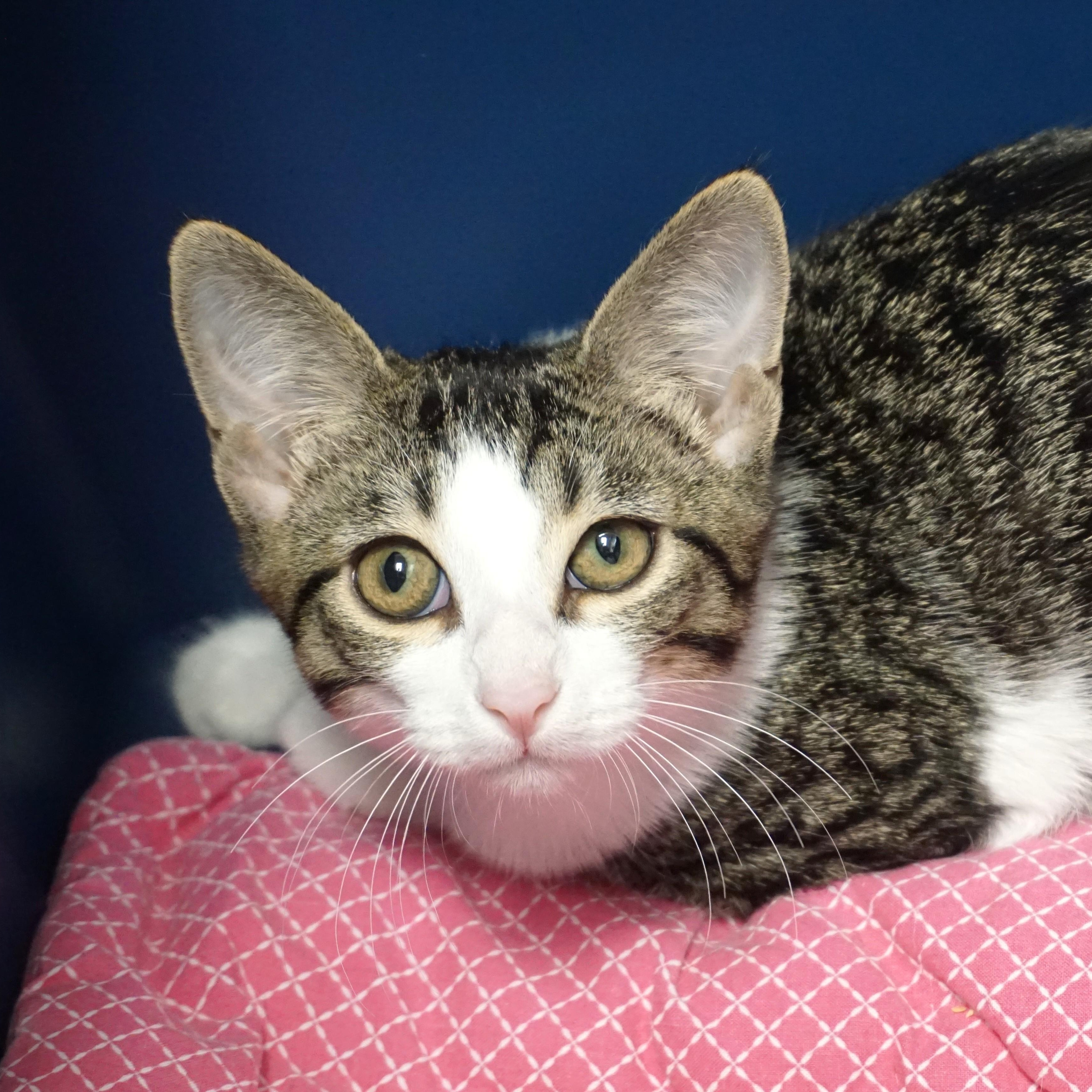 Enlarge Tiani, a Adopted Domestic Short Hair in Fountain Hills, AZ image 3/6