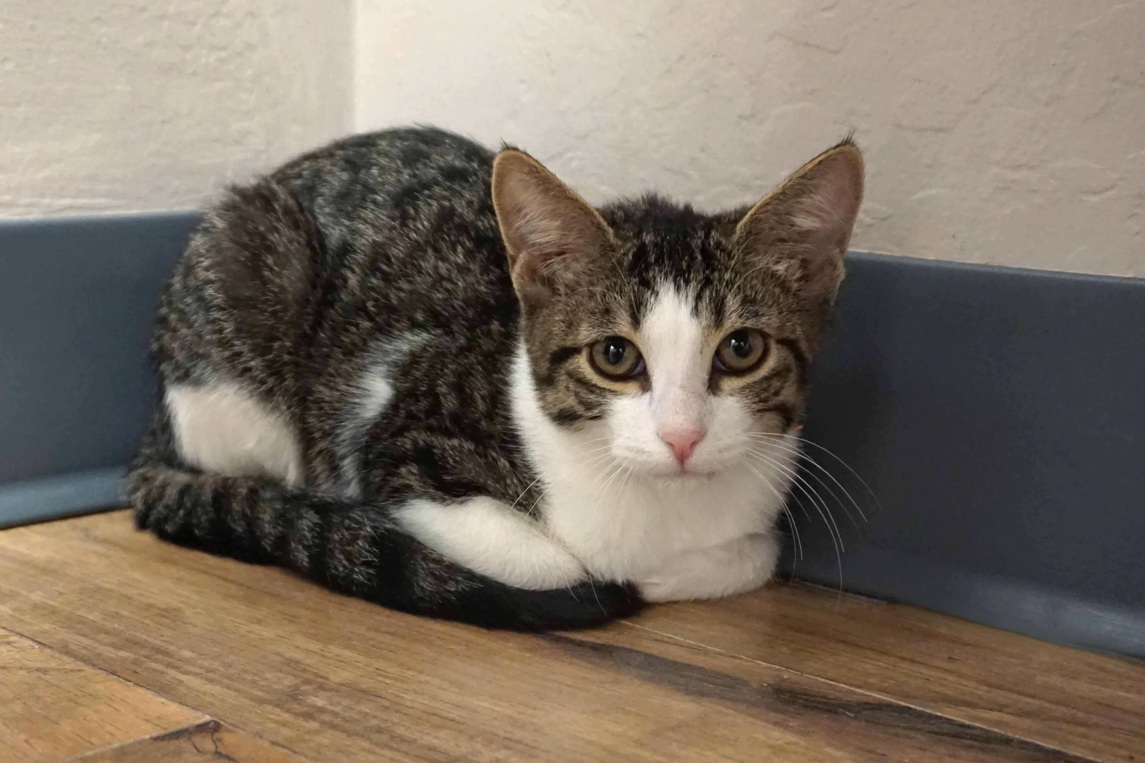 Enlarge Tiani, a Adopted Domestic Short Hair in Fountain Hills, AZ image 6/6