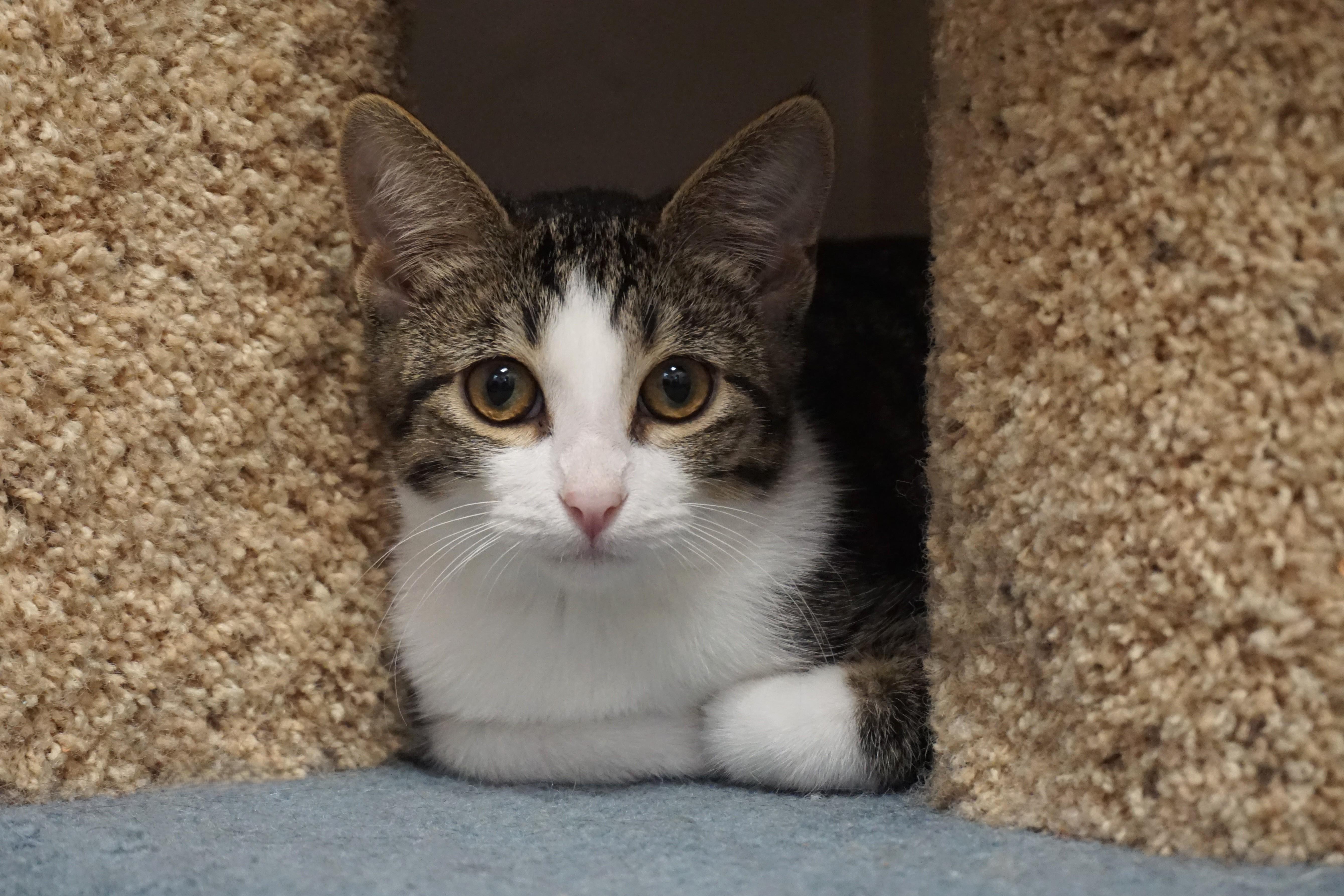 Enlarge Tiani, a Adopted Domestic Short Hair in Fountain Hills, AZ image 5/6