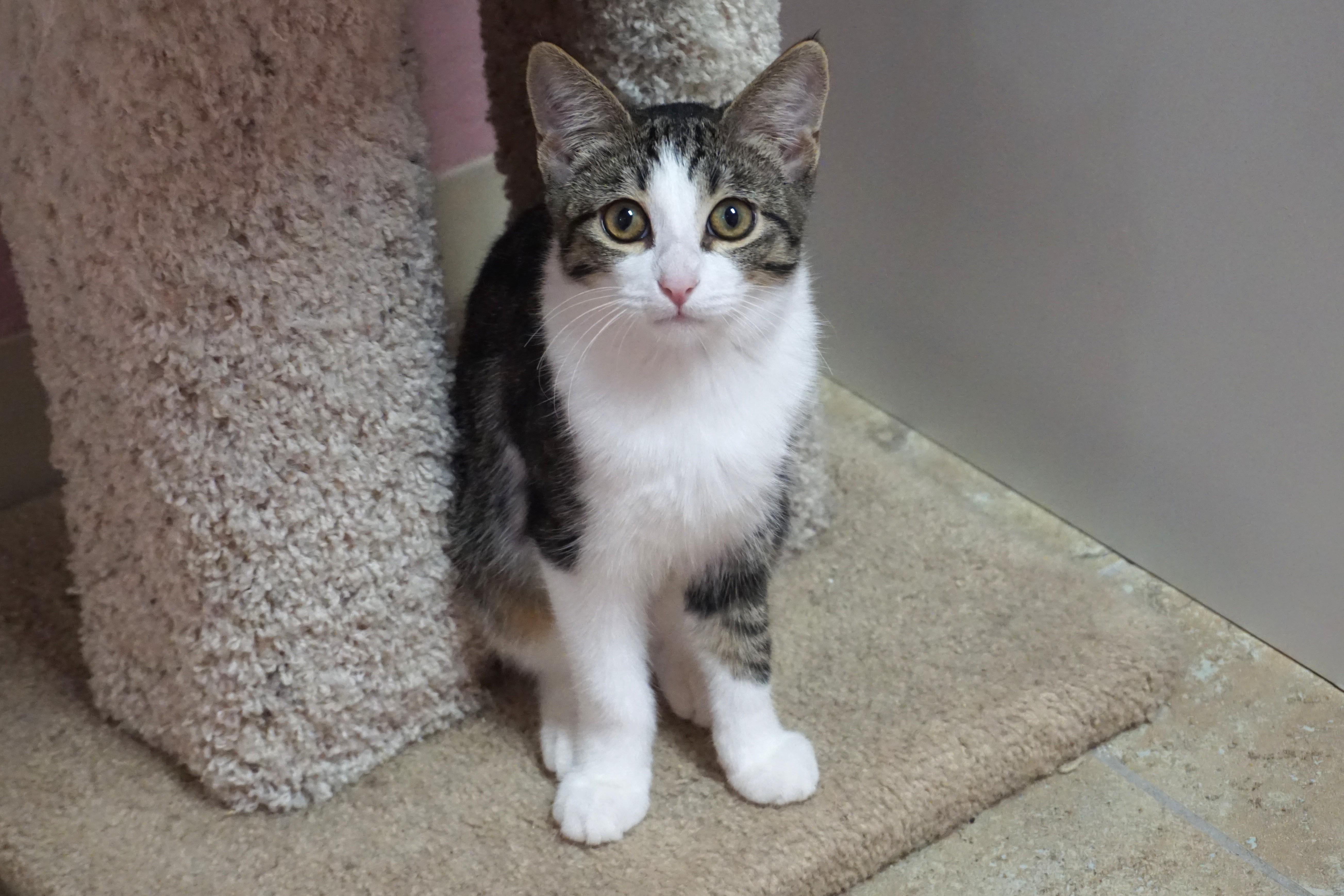 Tiani, Adopted, Kitten Female Domestic Short Hair.