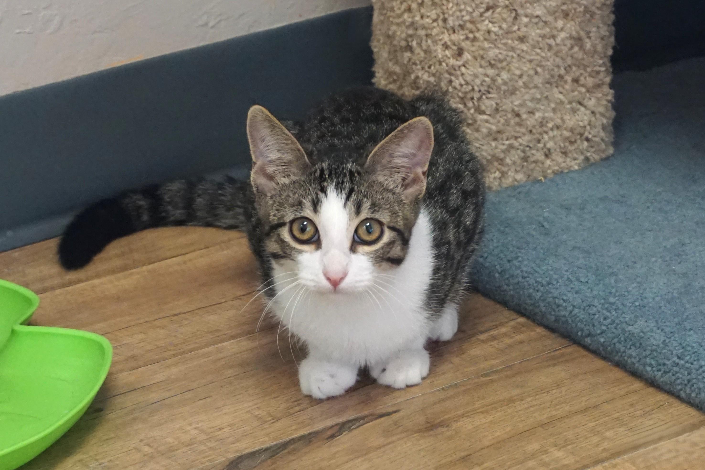 Enlarge Tiani, a Adopted Domestic Short Hair in Fountain Hills, AZ image 2/6