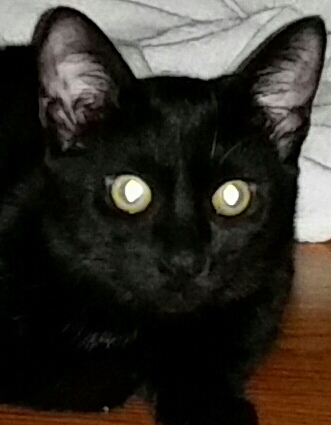 ZEUS, Adoptable, Adult Male Burmese & Maine Coon.