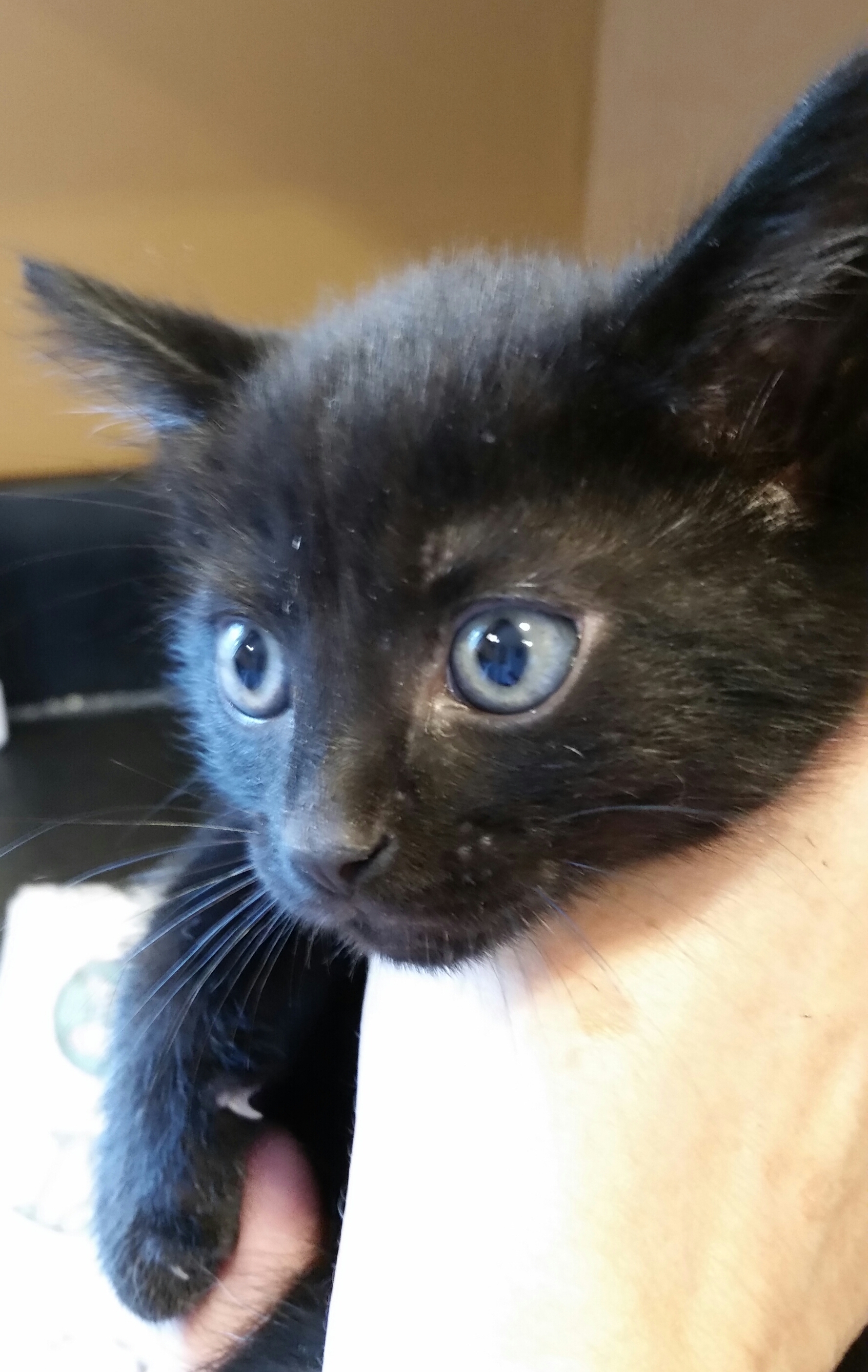 ZEUS, a Adoptable mixed breed in Sardinia, OH image 2/8