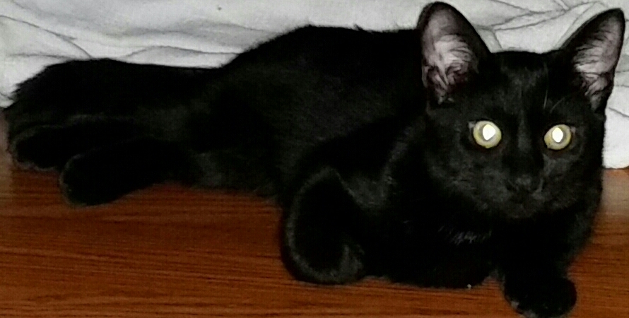 ZEUS, a Adoptable mixed breed in Sardinia, OH image 3/8