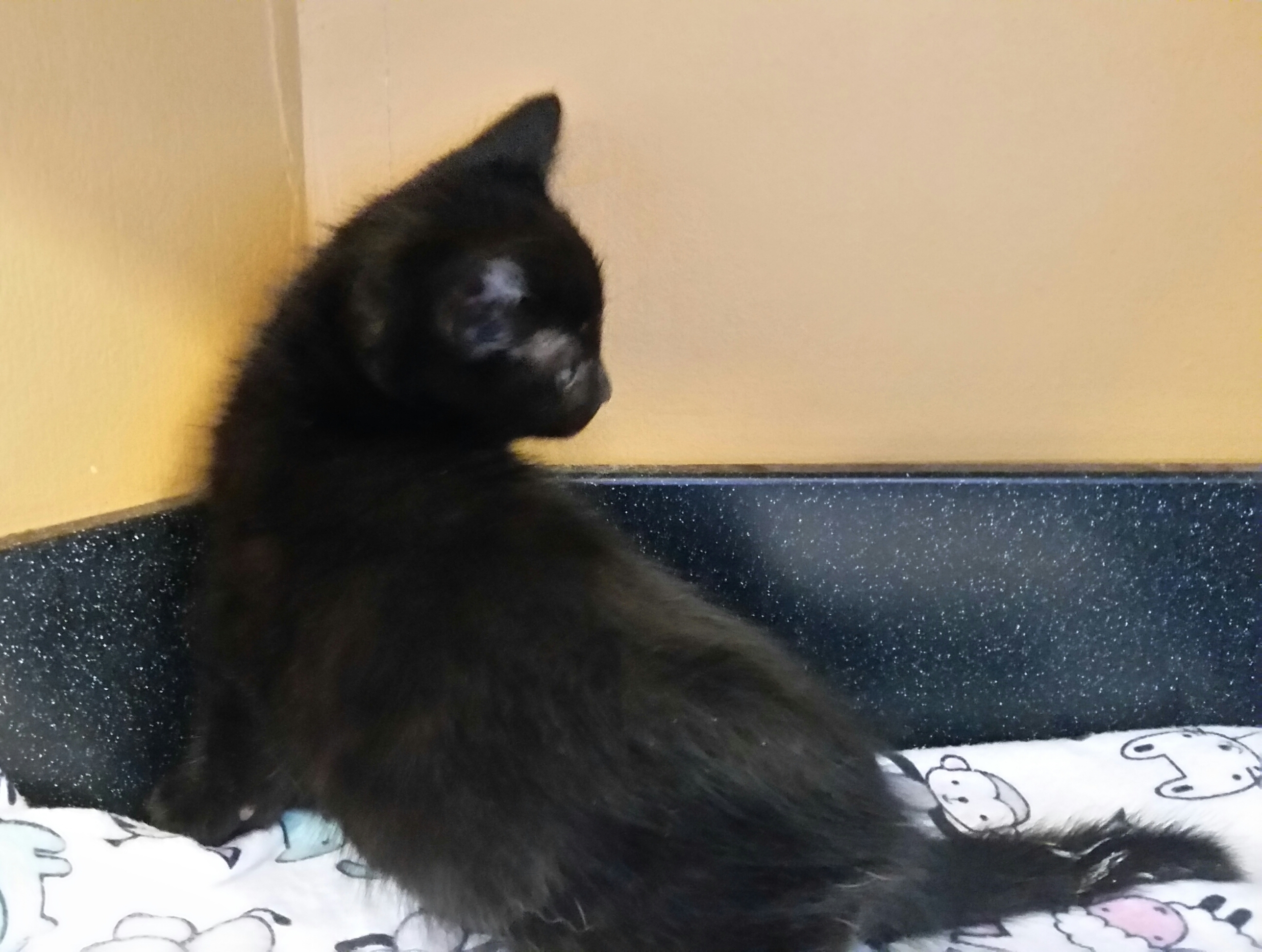 ZEUS, a Adoptable mixed breed in Sardinia, OH image 4/8