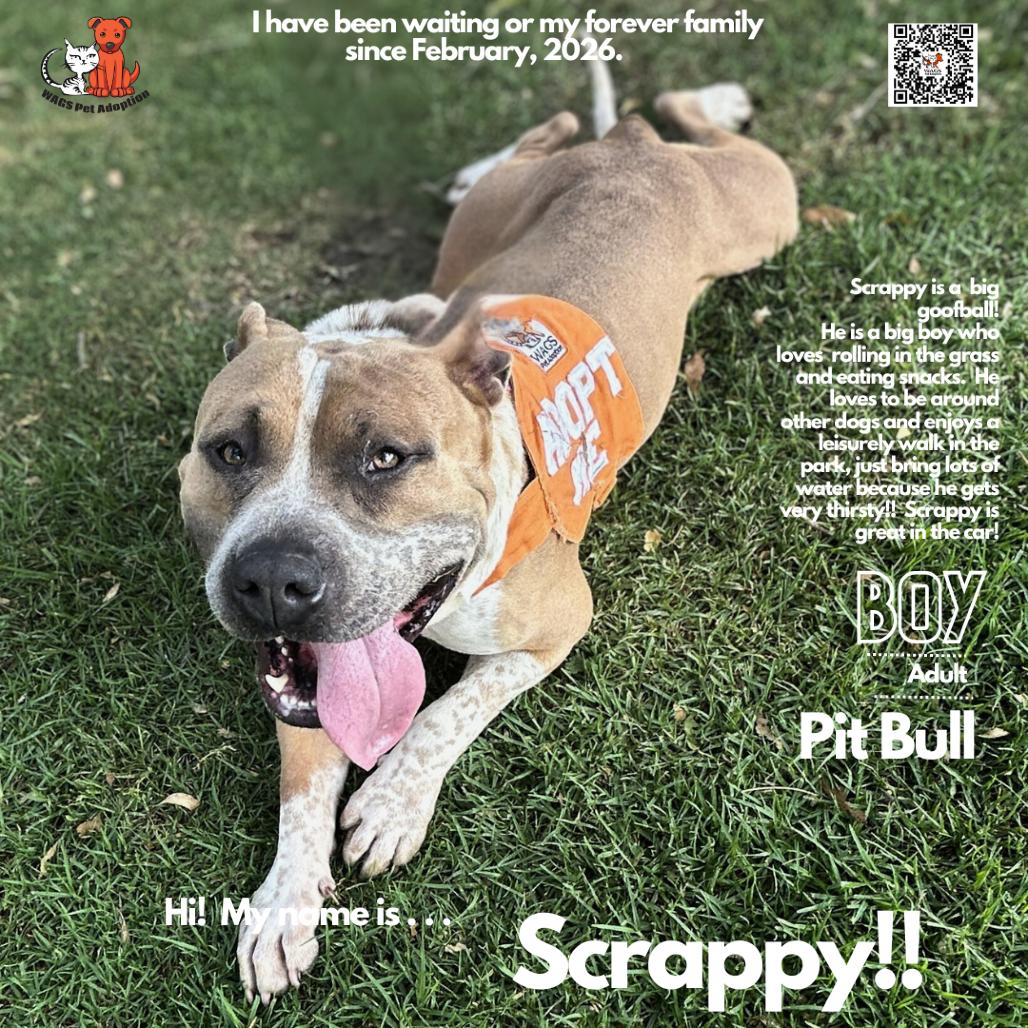 Scrappy, Adoptable, Adult Male Pit Bull Terrier.