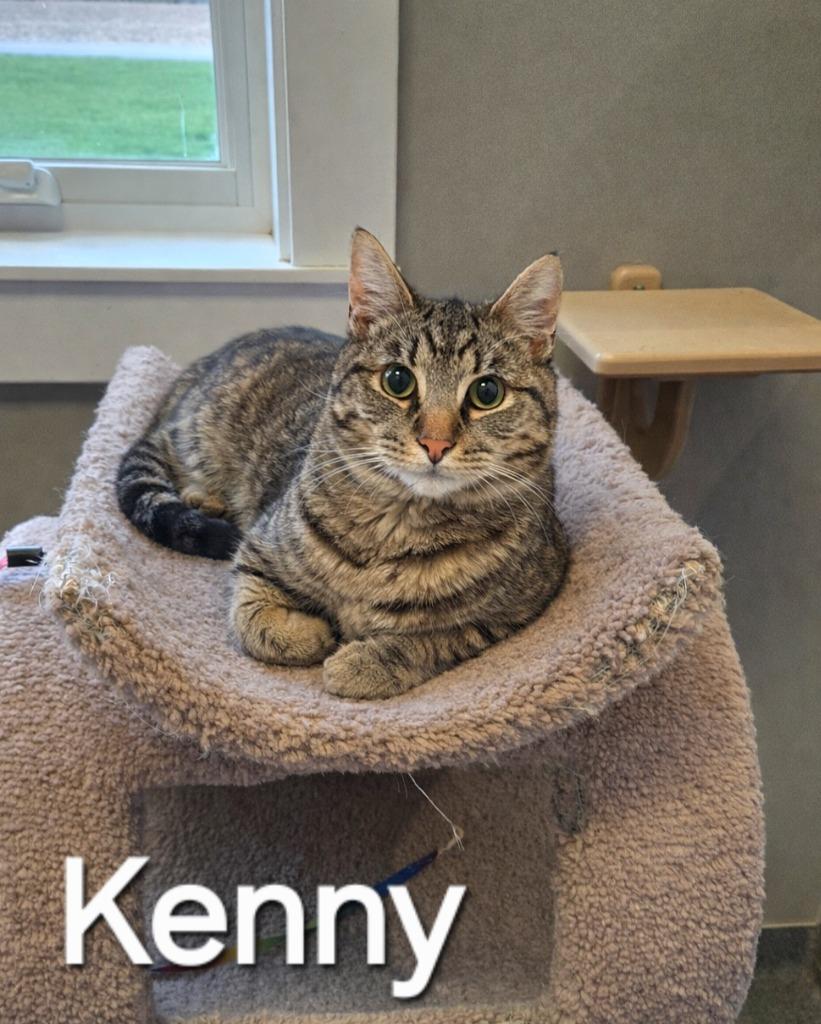 Kenny, Adoptable, Young Male Domestic Short Hair.