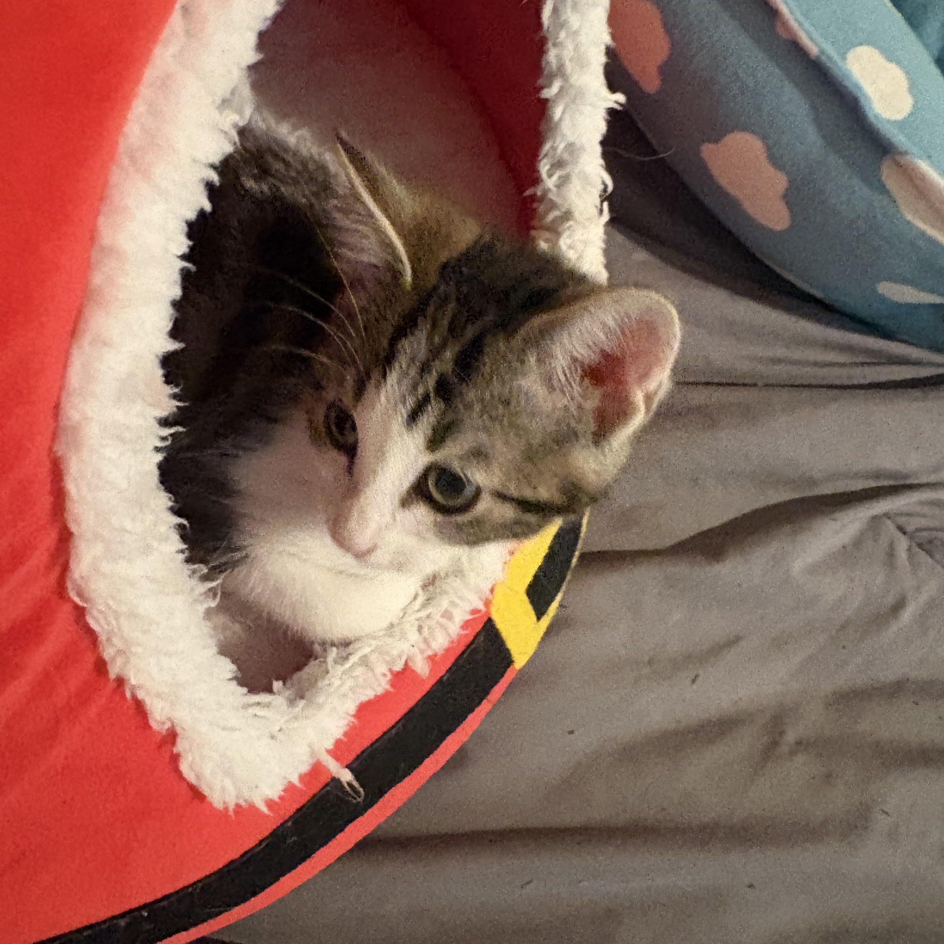 Brie, a ADOPTABLE Tabby in Woodinville, WA image 3/5