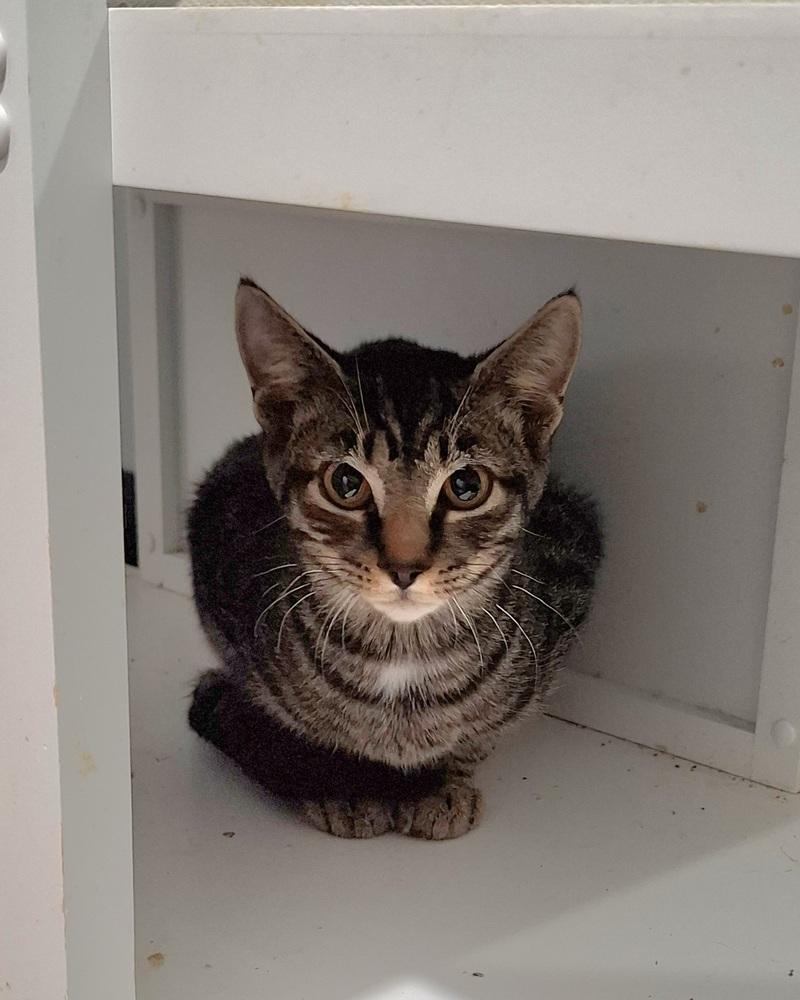 Wildwood, Adoptable, Kitten Male Domestic Short Hair.