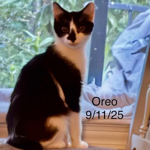 Enlarge Oreo, a Adoptable Domestic Short Hair in Winston Salem, NC image 1/4