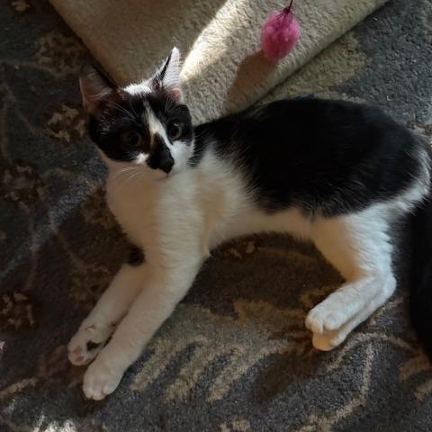 Enlarge Oreo, a Adoptable Domestic Short Hair in Winston Salem, NC image 2/4