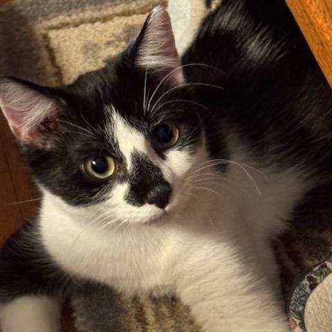 Enlarge Oreo, a Adoptable Domestic Short Hair in Winston Salem, NC image 3/4