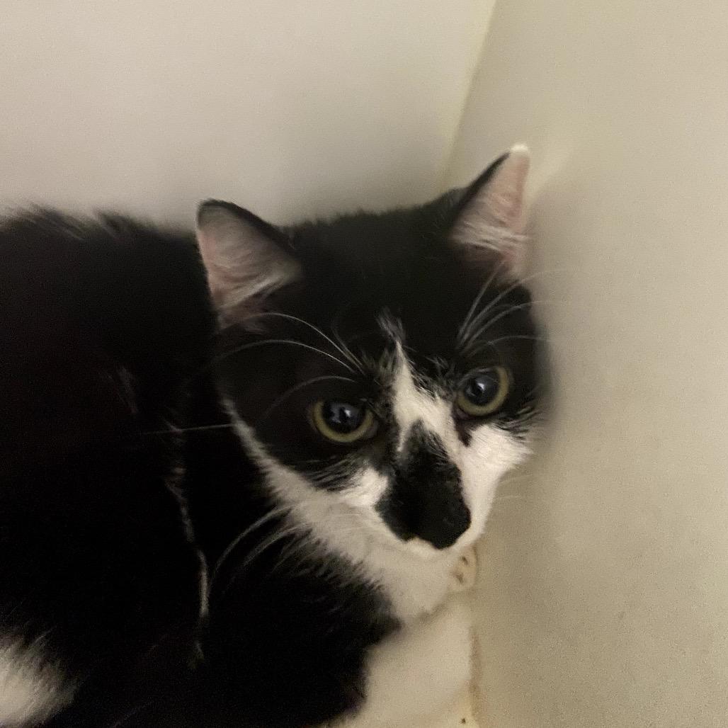 Enlarge Oreo, a Adoptable Domestic Short Hair in Winston Salem, NC image 4/4