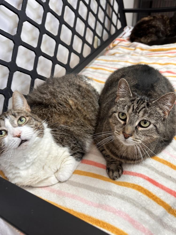 Squeaks, Adoptable, Adult Female Tabby.