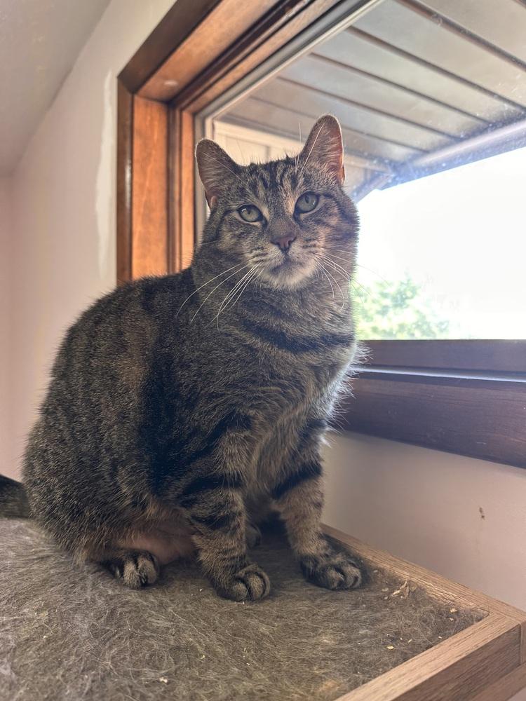 Squeaks, Adoptable, Adult Female Tabby.