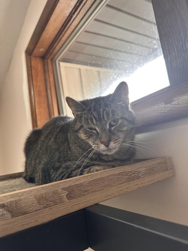 Enlarge Squeaks, a Adoptable Tabby in Greensburg, PA image 3/3