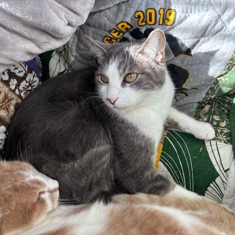 Paddington, Adoptable, Adult Male Domestic Short Hair.