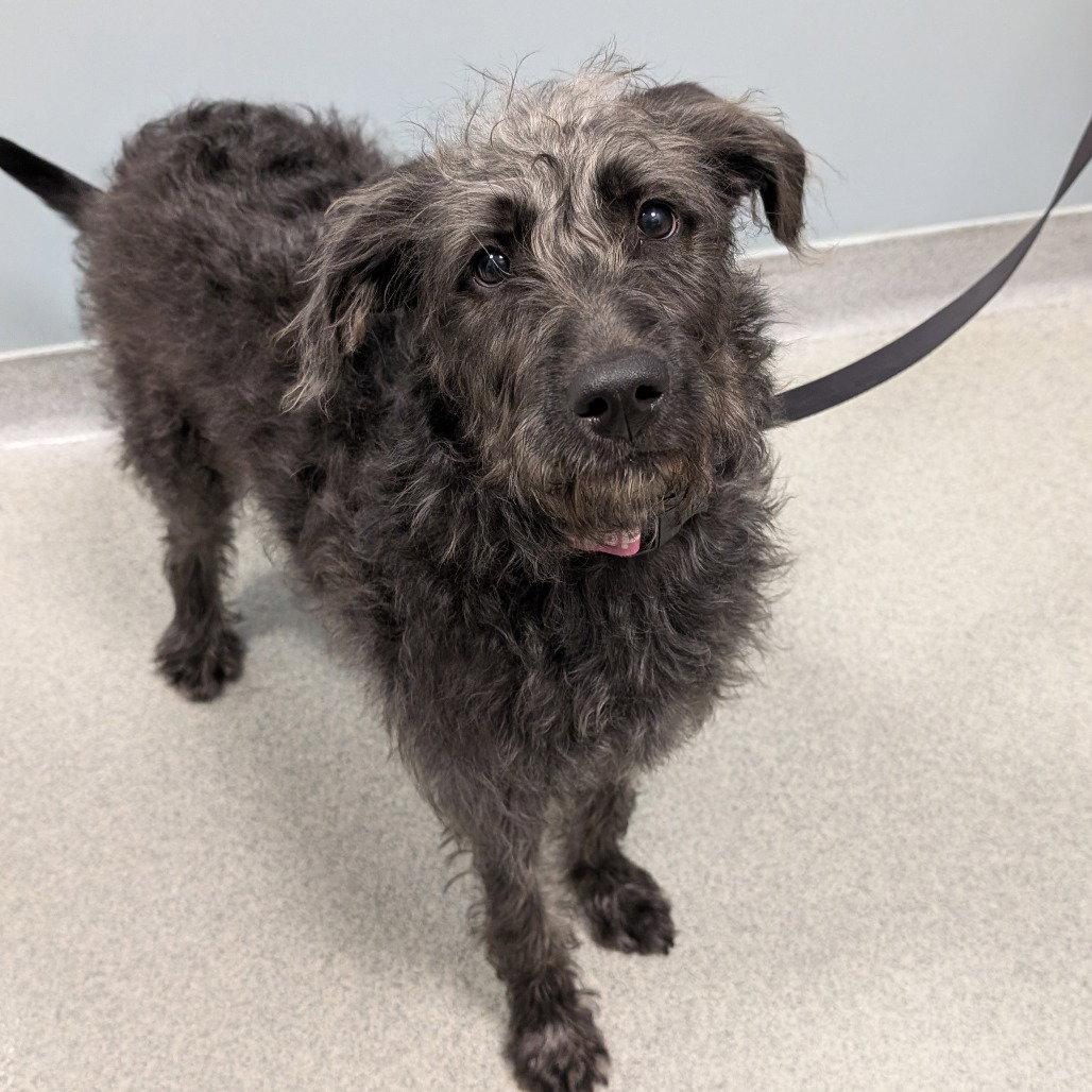 Abby, Adopted, Young Female Irish Wolfhound.