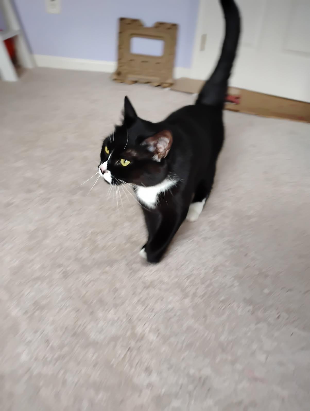 Enlarge Whiskers, a Adoptable Domestic Short Hair in Leesburg, VA image 1/4