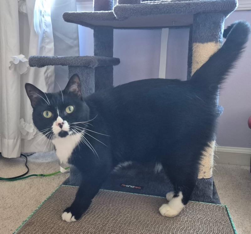 Enlarge Whiskers, a Adoptable Domestic Short Hair in Leesburg, VA image 2/4