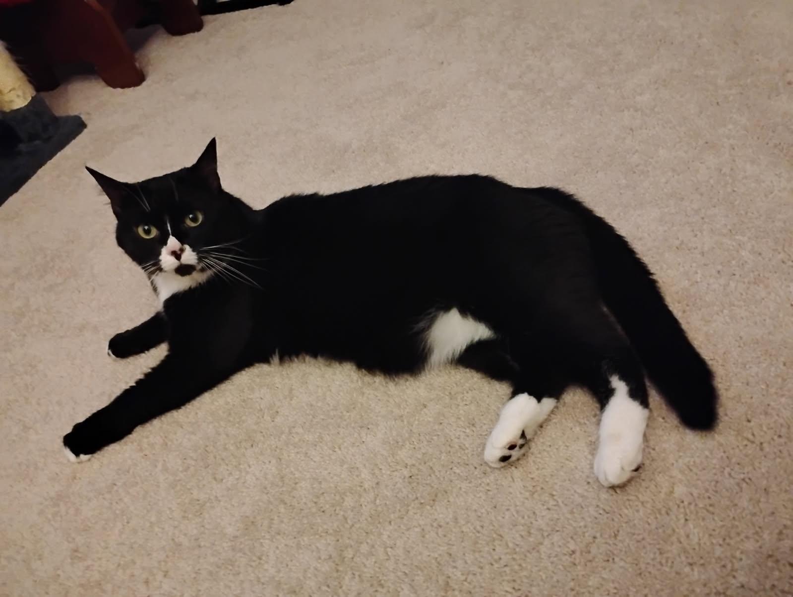 Enlarge Whiskers, a Adoptable Domestic Short Hair in Leesburg, VA image 3/4