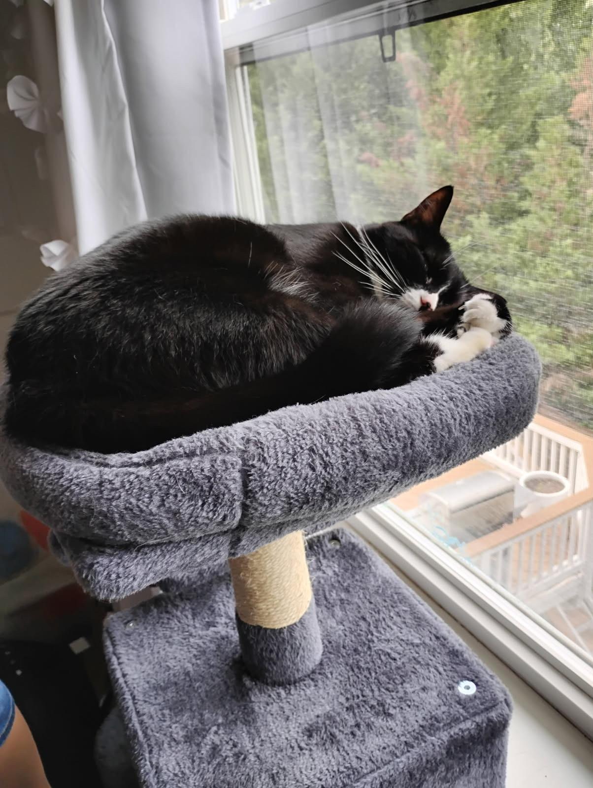 Whiskers thumbnail 3