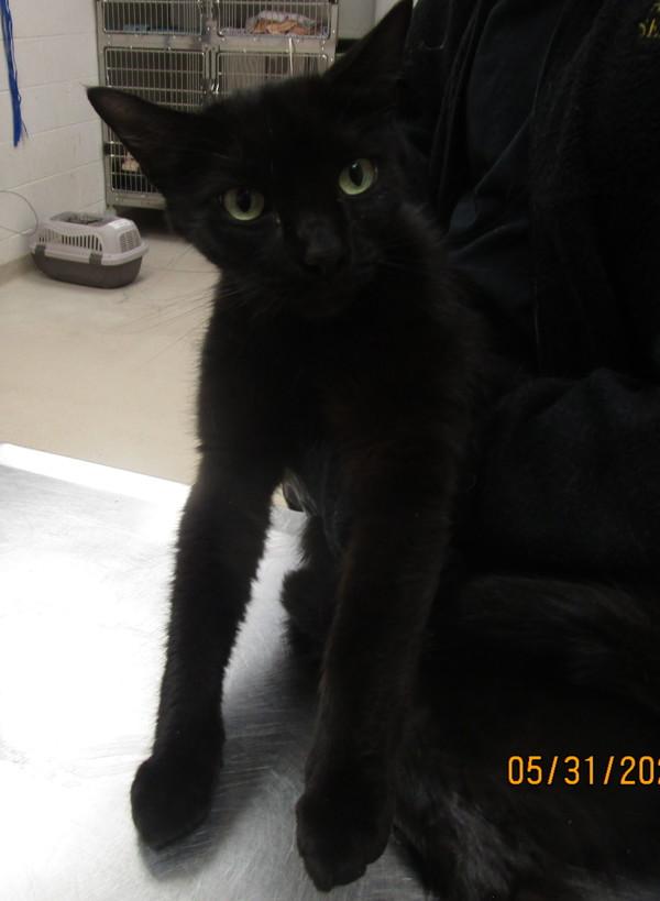 Enlarge Kuro (624), a Adoptable mixed breed in Marietta, GA image 1/1