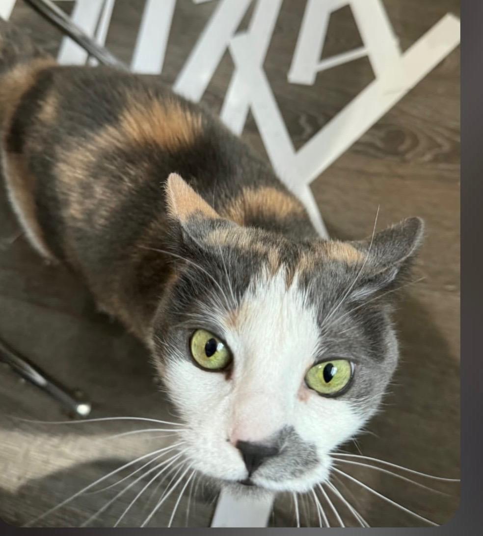 Enlarge Athena, a ADOPTABLE mixed breed in New York, NY image 2/2