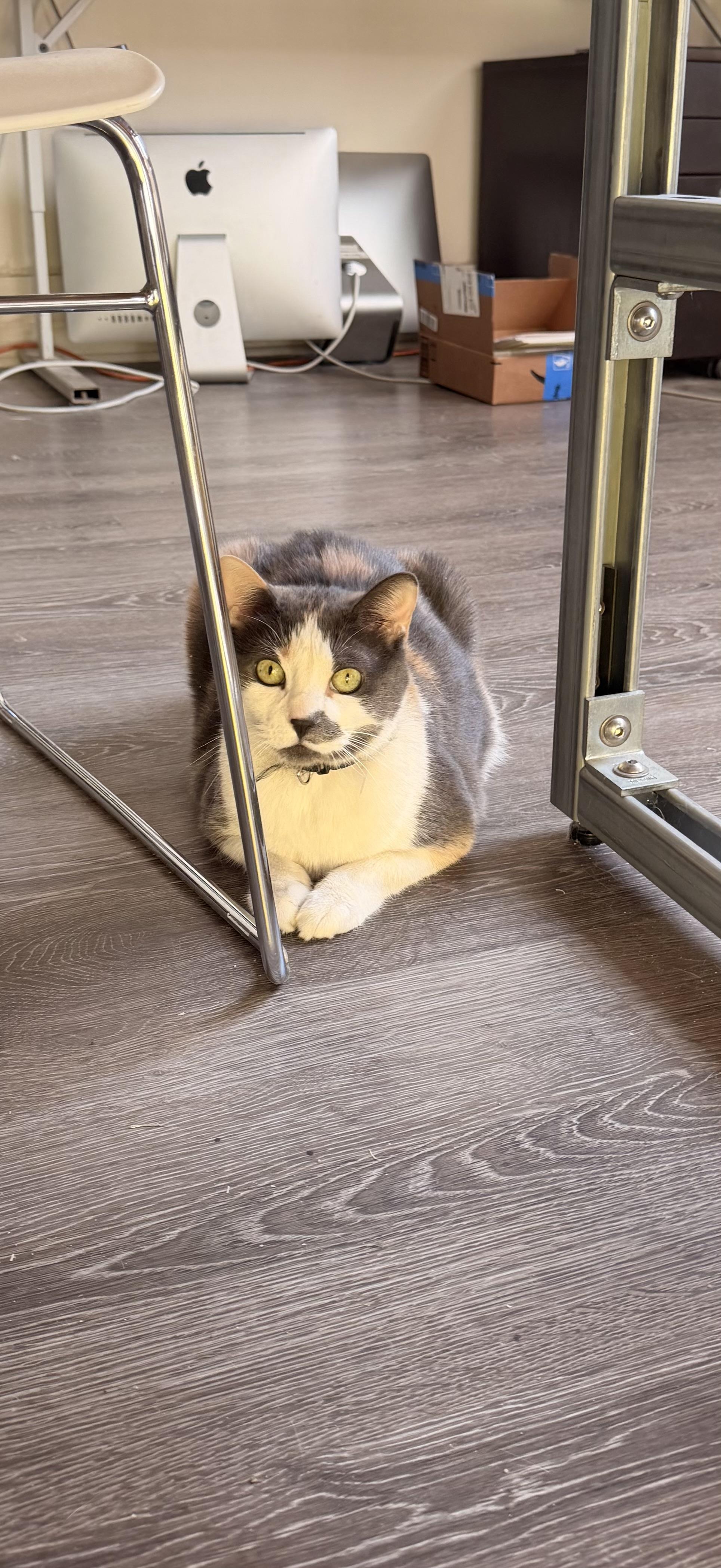 Enlarge Athena, a ADOPTABLE mixed breed in New York, NY image 1/4