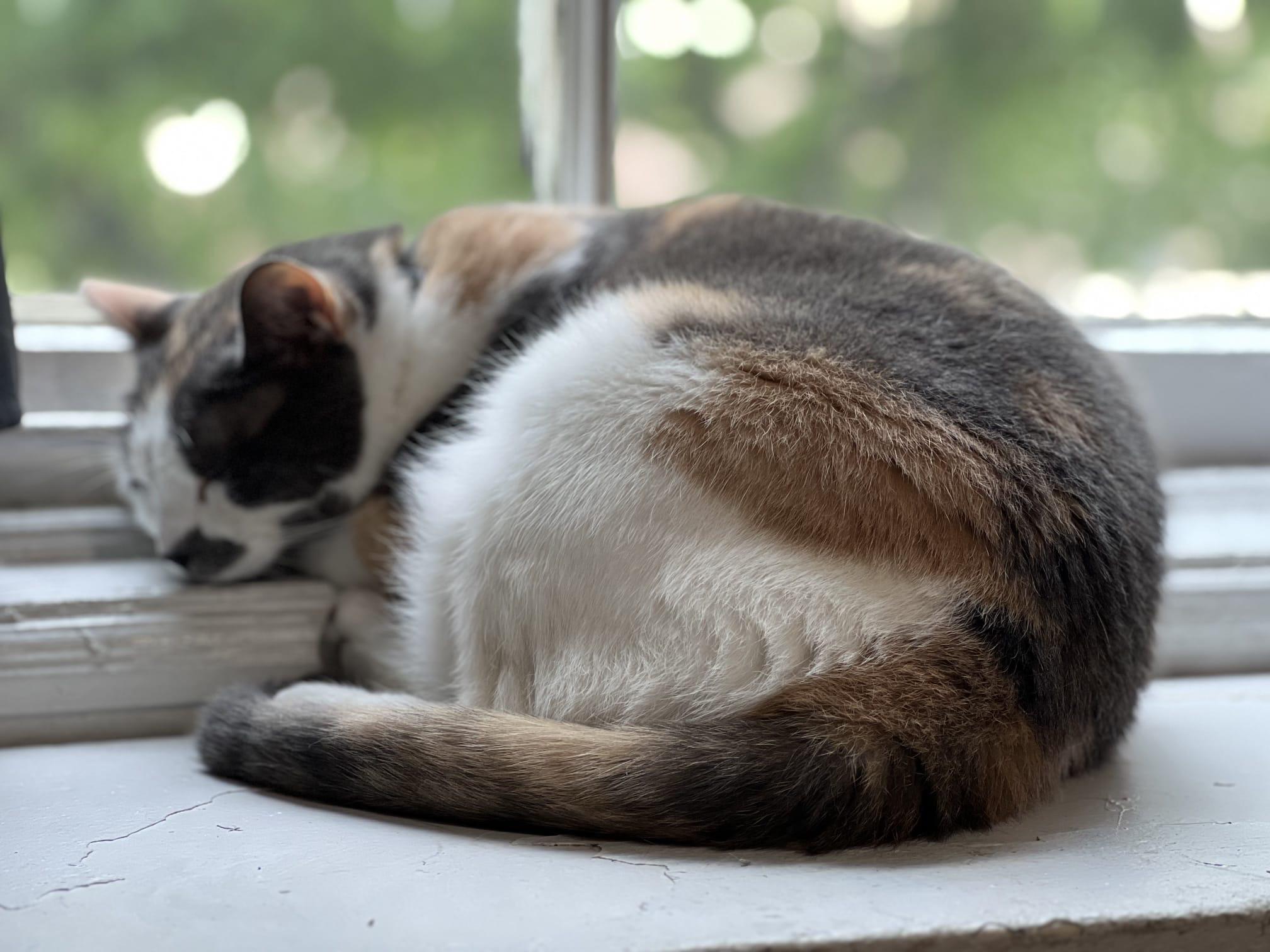 Athena, ADOPTABLE, Young Female Calico.
