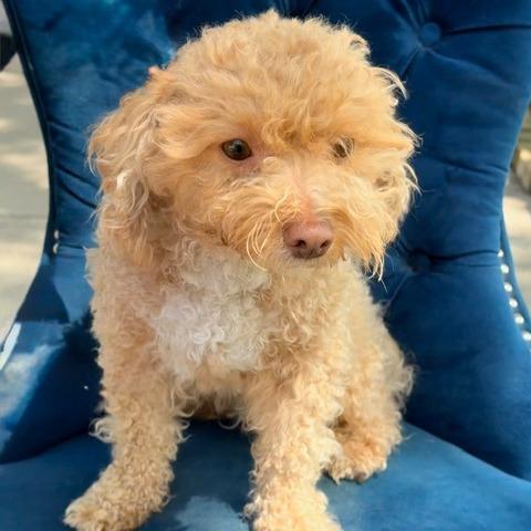 Enlarge Simba, a ADOPTABLE mixed breed in Zionsville, IN image 1/1