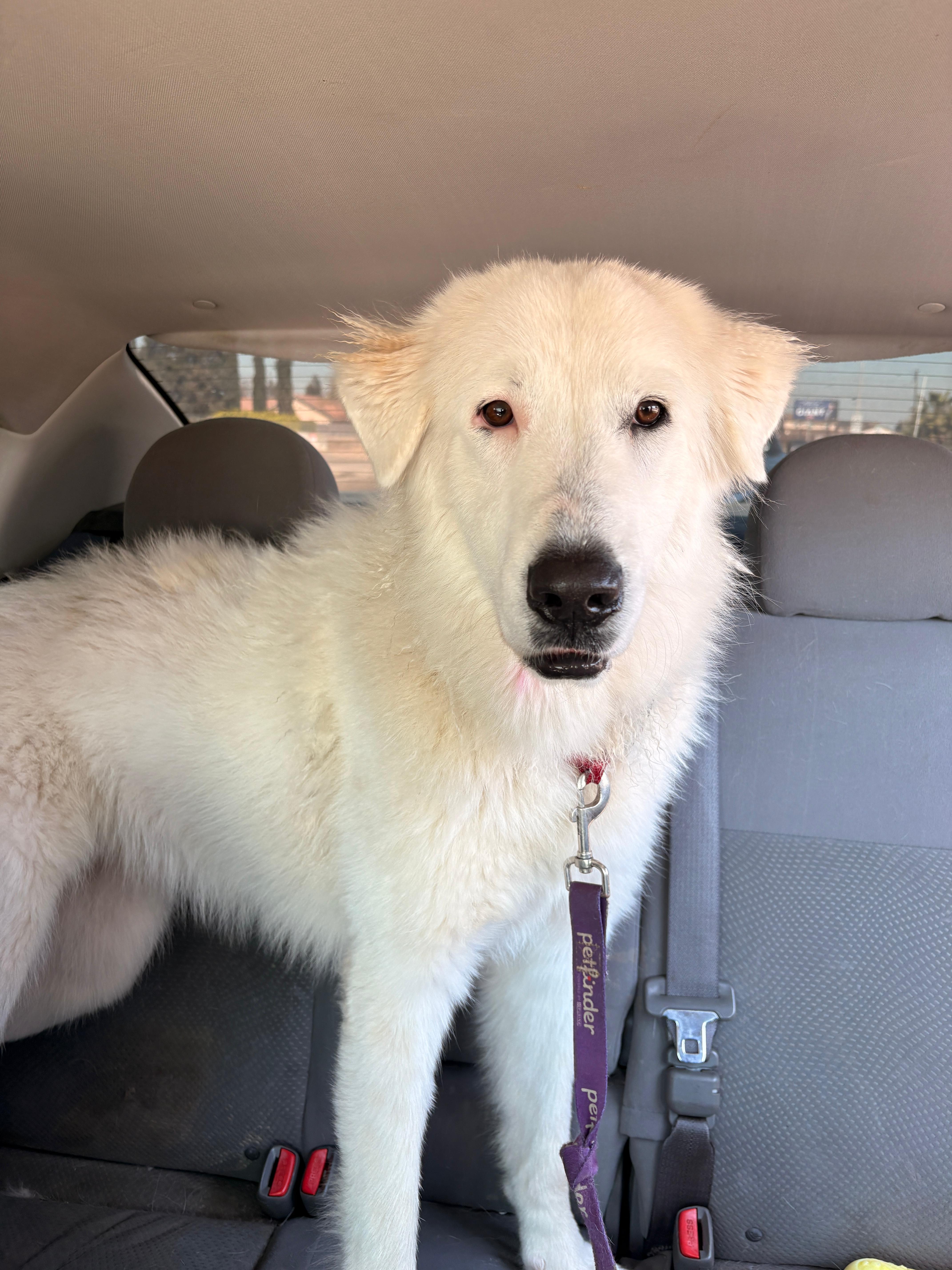 Skai, ADOPTABLE, Young Female Great Pyrenees.