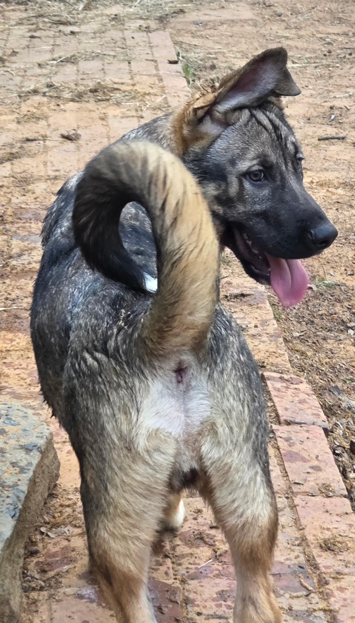 Enlarge REED, an adopted mixed breed in Brattleboro, VT image 3/5