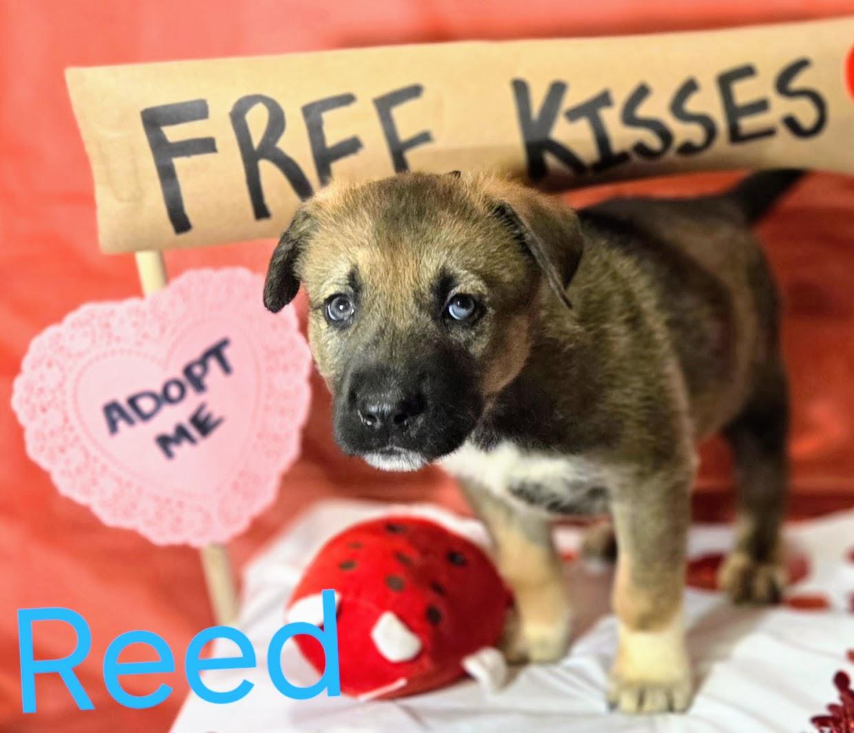 Enlarge REED, an adopted mixed breed in Brattleboro, VT image 5/5