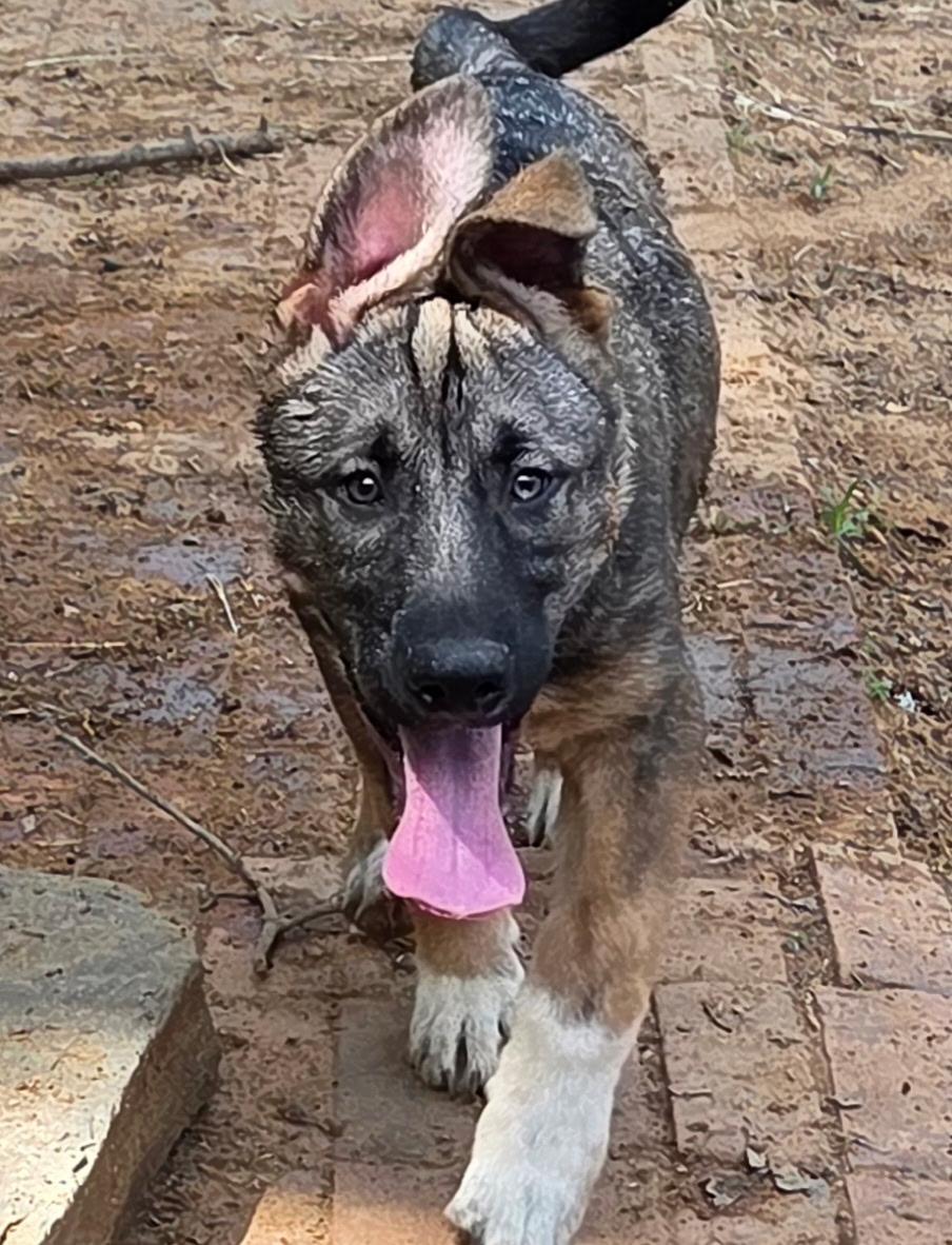 Enlarge REED, an adopted mixed breed in Brattleboro, VT image 1/5
