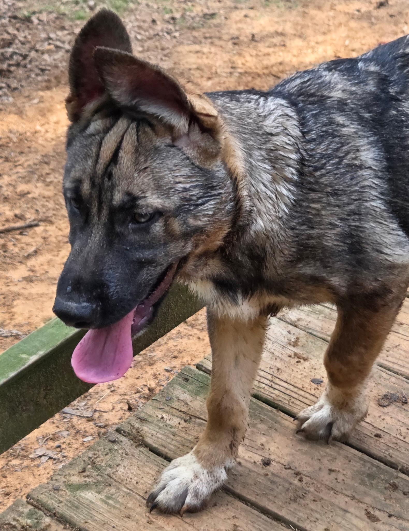 Enlarge REED, an adopted mixed breed in Brattleboro, VT image 2/5