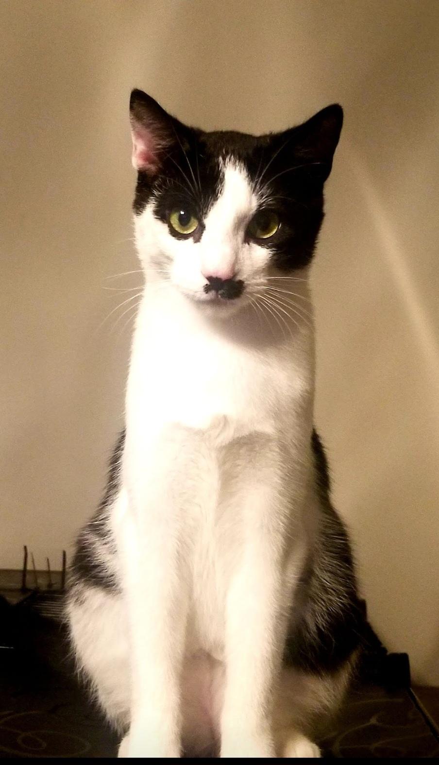 Enlarge GROUCHO, an adopted mixed breed in Homewood, AL image 1/5