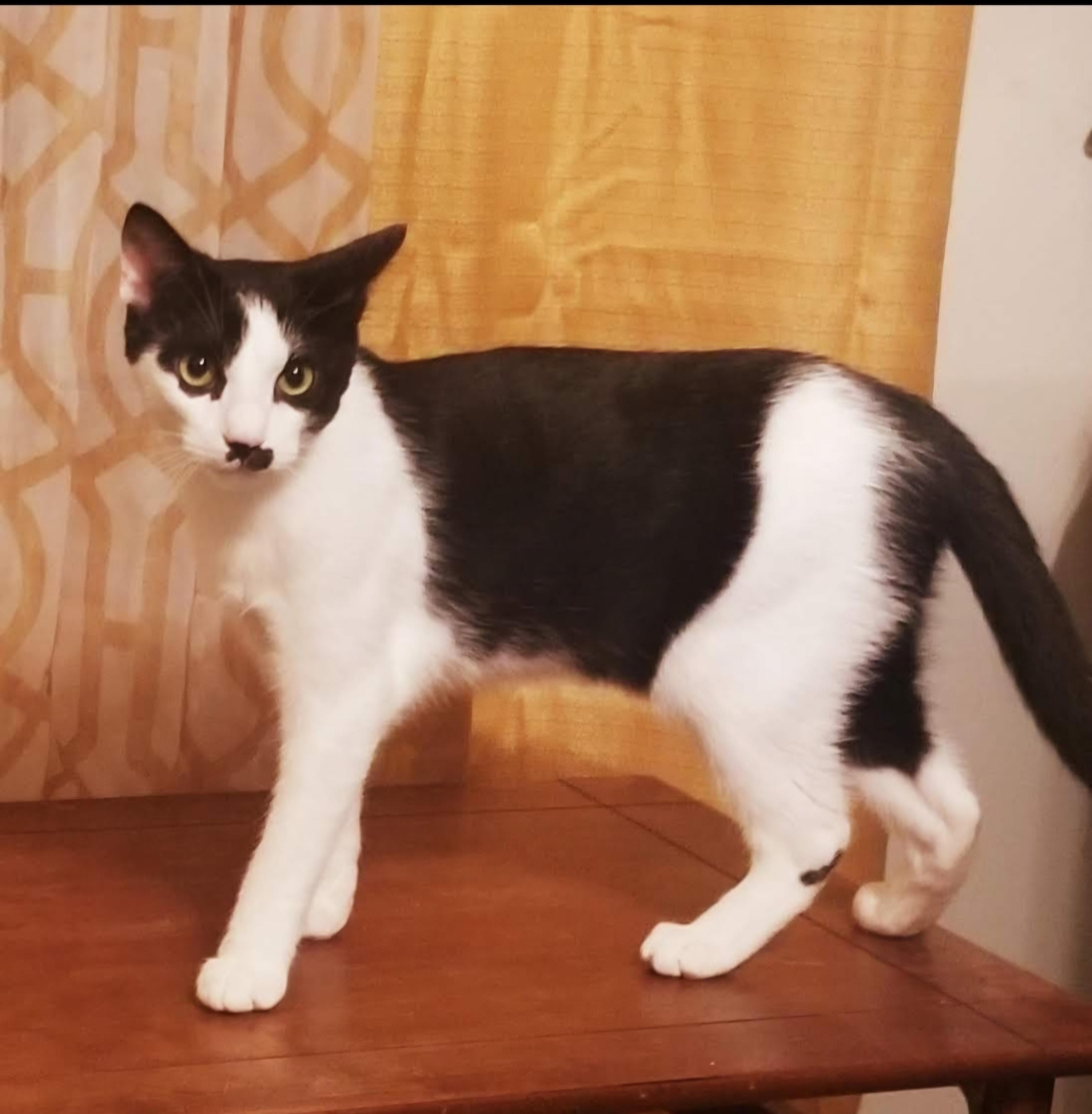 Enlarge GROUCHO, an adopted mixed breed in Homewood, AL image 2/5